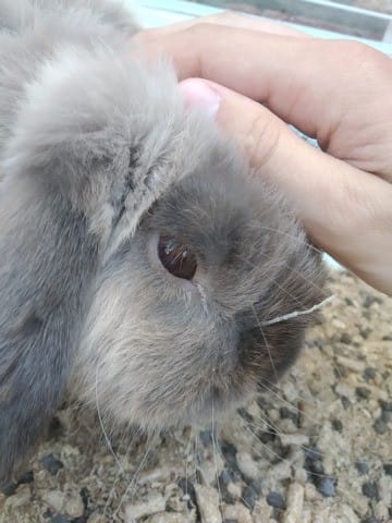 Possible excroissance sur mon lapin