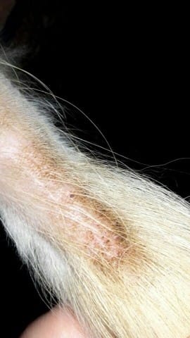 apparitions de tâches brunes