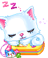 Choix de panier pour chat.