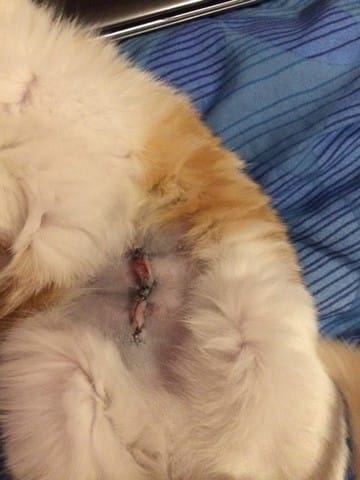 Lily sutures