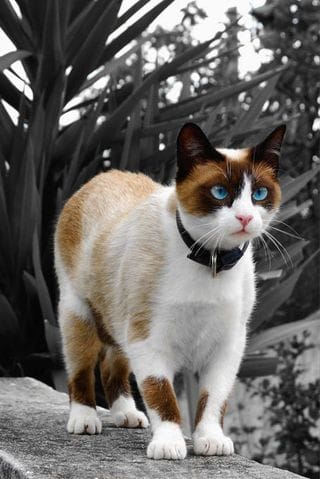Quelle est cette race de chat ?