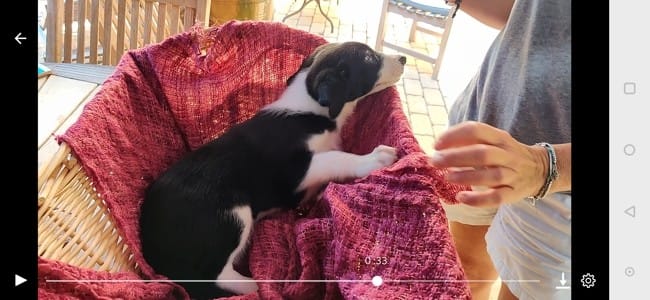 Est-ce que j'ai un "vrai" Border Collie ? Vos avis =)