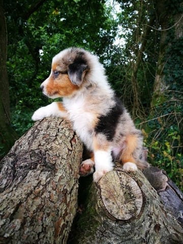 Nouveau "chef" de mon loulou
