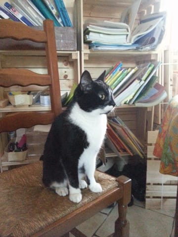 Donne Chatte européenne abandonnée sur Gisors 27140
