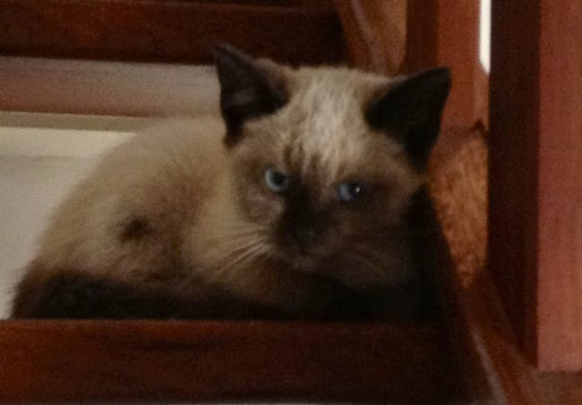 Chaton agressif