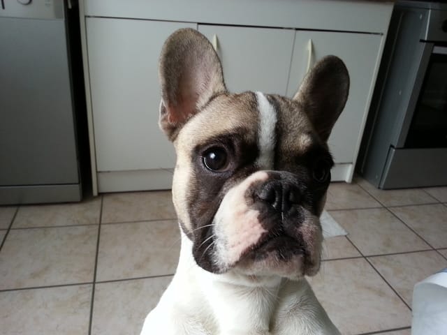 rougeur ventre prés des parties et zizi de mon bouledogue