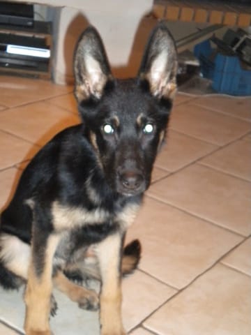 Reproduction du chien non contrôlée