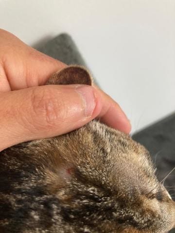 Blessure tête et dépigmentation