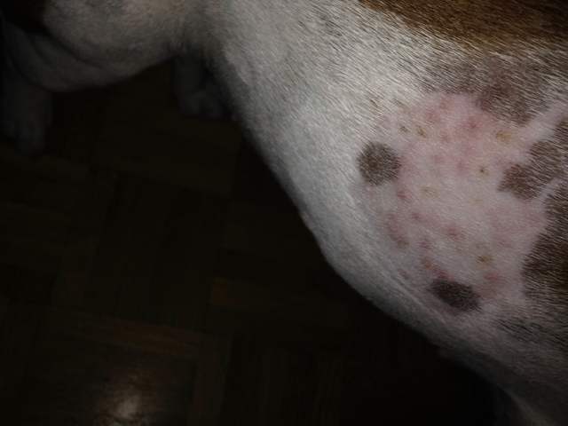 Mon chien a plein de petit bouton sur le dos