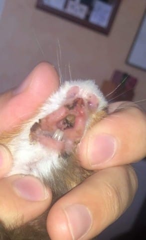 Cochon d inde malade ?