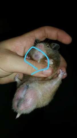 Qu'est ce que ça peut etre à votre avis ? Merci