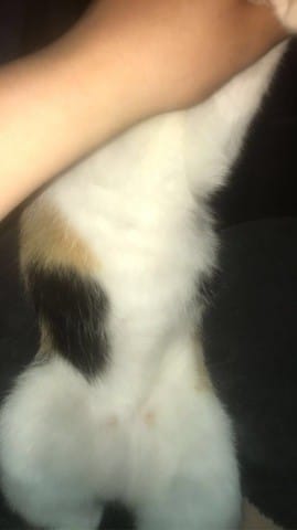 Ma chatte est elle gestante ?