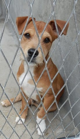 reconnaitre  un croisement de chien  chez  un batard