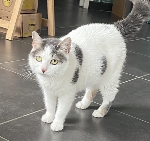 Une pupille plus dilatée que l’autre