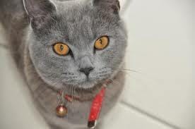Jeu...Enfaite faut metre une photo dune race de chat est celui qui la trouve c'esty a lui...