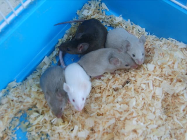 DONNE PLUSIEURS SOURIS