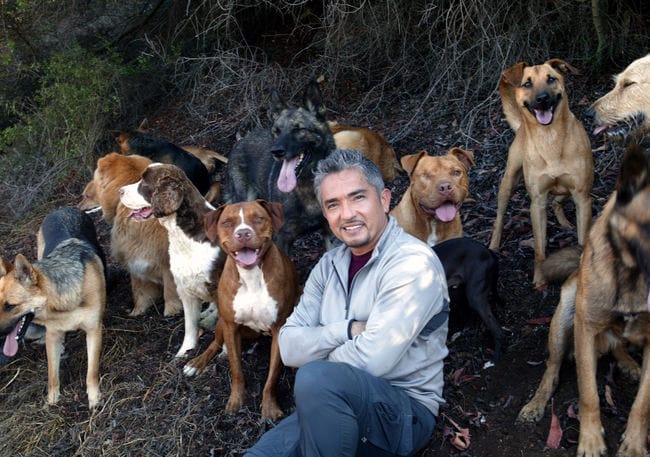 Que pensez-vous de Cesar Millan?
