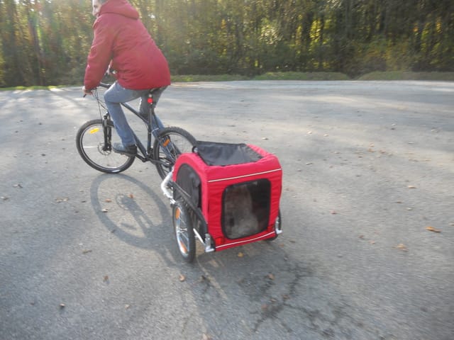 prommener son chien en roulotte