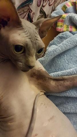 Peau de mon sphynx qui noircie