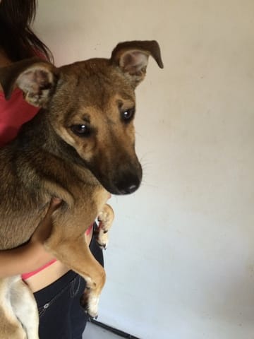 De quel race est ce chien?