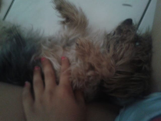 Mon chien, il vie sa vieillesse sans difficulté