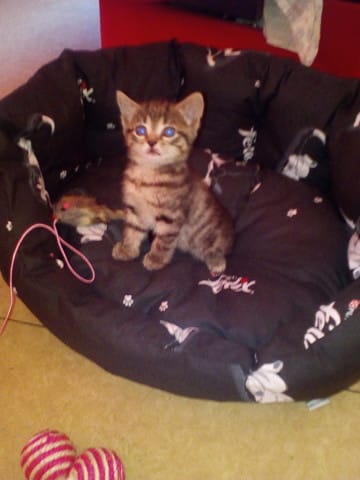 Des nouvelles de ma petite chatte