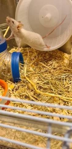 Ma souris est elle enceinte ?