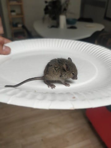 Bébé souris tremblante que faire ?