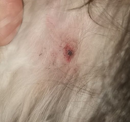 Plaie qui ne cicatrise pas, est ce une tumeur ?
