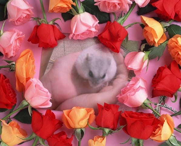 montage photo pour rongeurs ;p