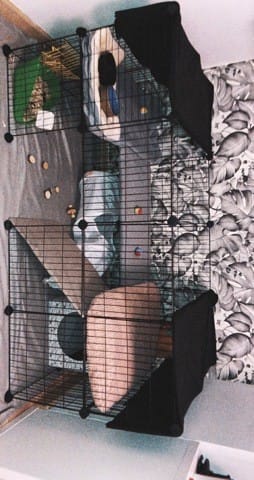 Problème avec mon lapin