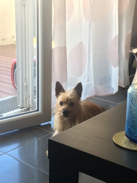 Adoption de Léonard