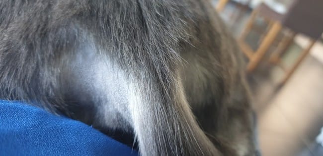 Mon chat se gratte et perd ces poils
