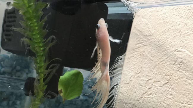 Poisson combattant malade