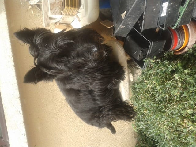 Recherche femme scottish terrier pour saillie