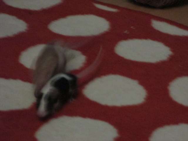 Quels fruits pour les souris ?