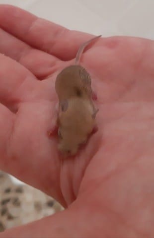 Trouvé bb souris que faire ???