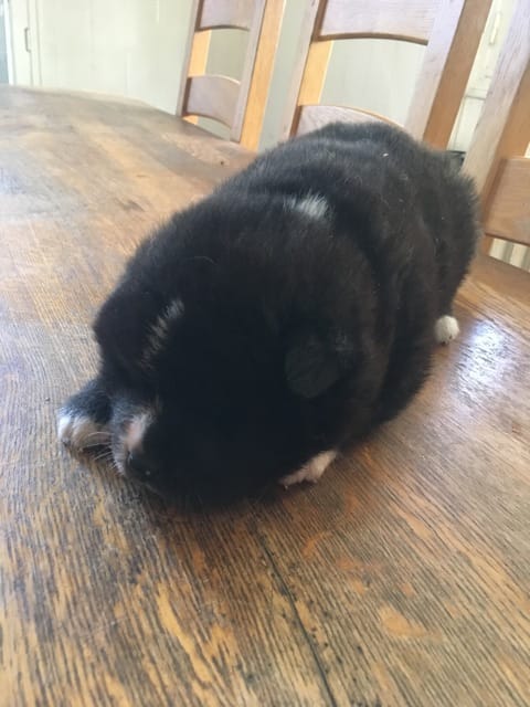 Petites peaux mortes chiot