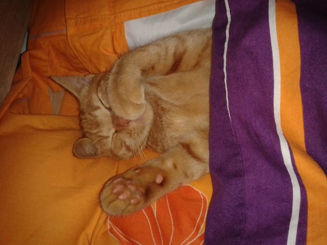 vomi sur le lit :(