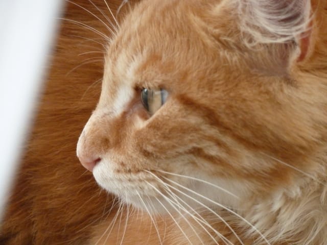chats et incendie
