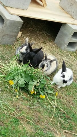 Mes lapins :(
