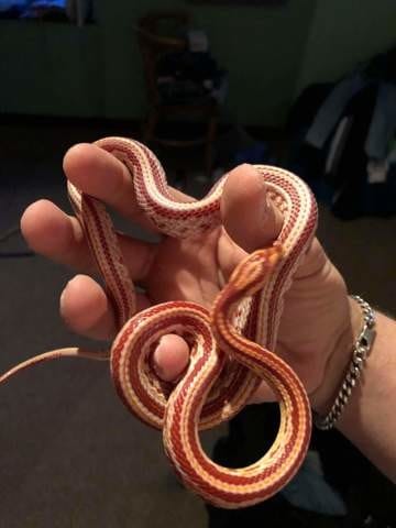 Présentation reptiles