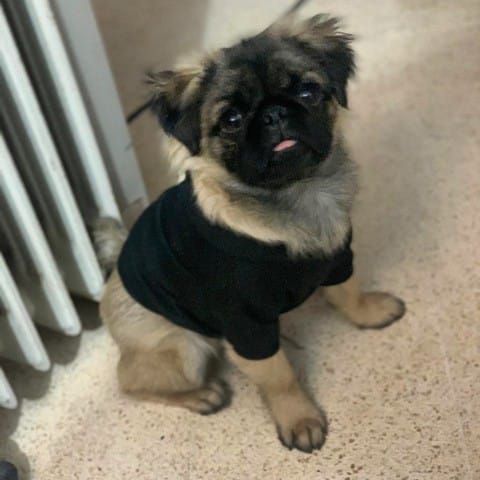 Carlin ou pas carlin