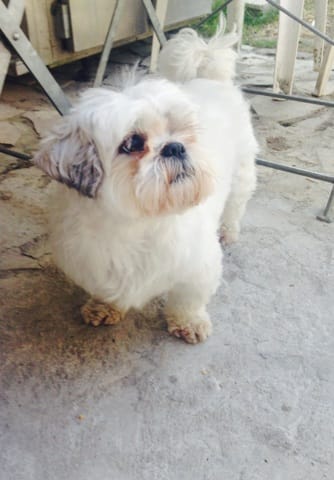 Rechercher famille d'accueil pour Shih tzu