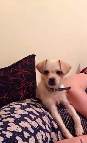 Je n'arrive pas a définir la race de ma petite chienne