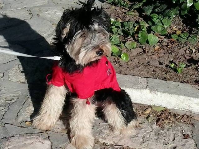 race du chien