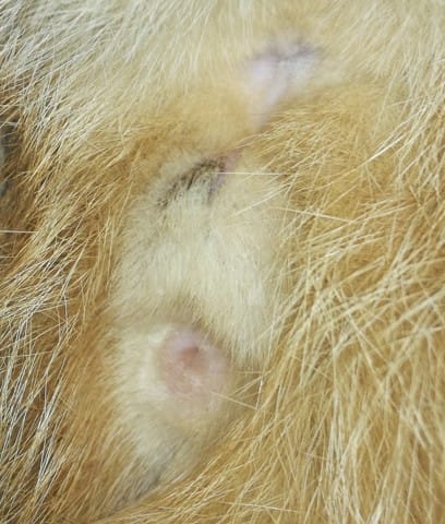 Cicatrisation post castration