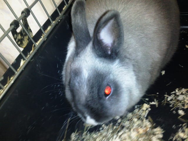 Lapin pas sociable :(