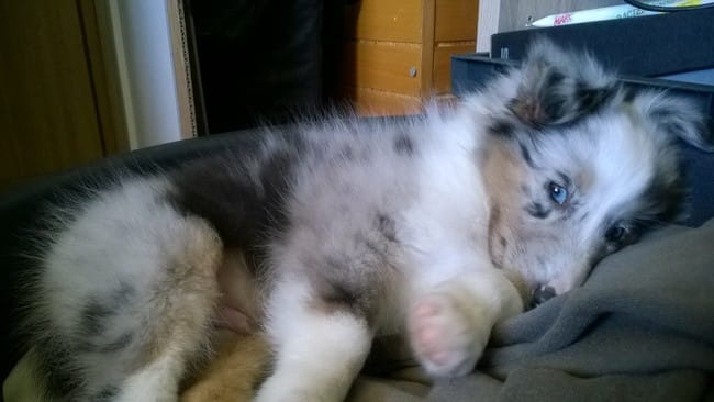 Loki, sa vie sur Midgard