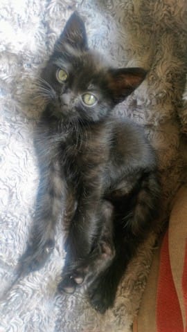 Propreté du chaton